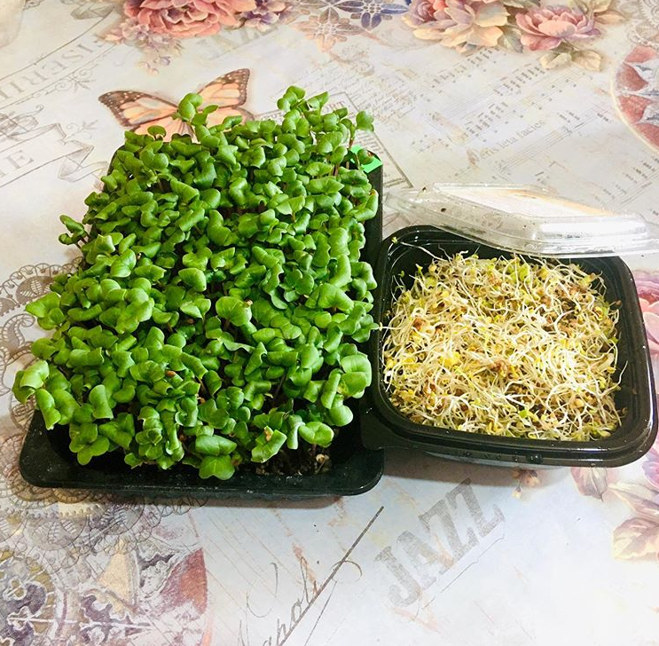 [Николай Сабзир] Микрозелень проростки, брокколи, _0.png